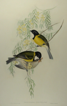 John Gould's Birds of Australia